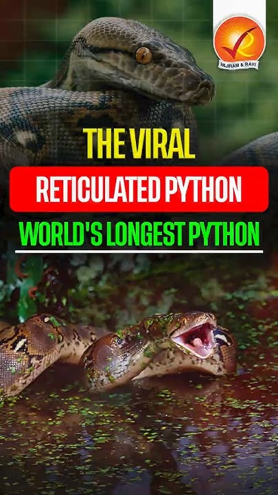 The Viral Reticulated Python: World's Longest Python - YouTube