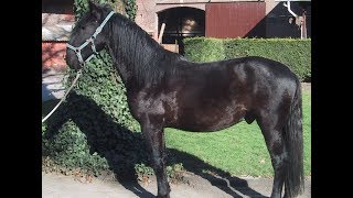 Kladruber / Raza de Caballo by AnimaLandia 1,855 views 4 years ago 6 minutes, 40 seconds