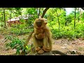 Orphan Baby Monkey Tink Sleeps Peacefully Alone 🐒💤 | Excited to Get Lotus Fruit 🐒🌿