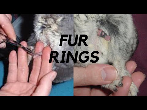 Video: Mga Rings Ng Buhok Sa Chinchillas