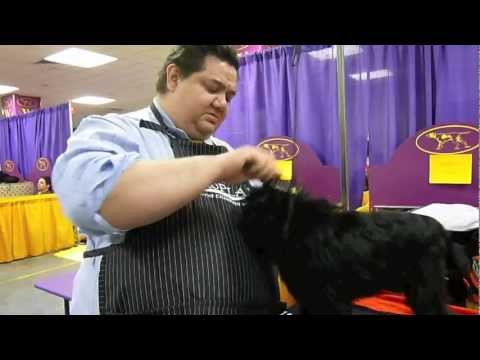 Video: Il Piccolo Cane Affenpinscher Vince Il Westminster Kennel Club Dog Show Club