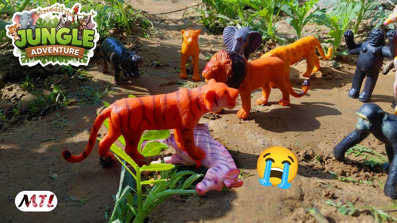 Tiger kills zebra 😭 | Lion vs tiger  🦁🔥 | Jungle cartoon