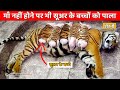 देखिये कैसे शेरनी ने सूअर के बच्चो को माँ की तरह पाला | Animals ADOPTING Other Animal Species!