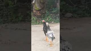 bird love💗🐔dipti all Like share subscribe