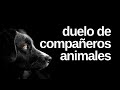 DUELO DE COMPAÑEROS ANIMALES