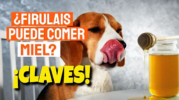 ¿Pueden tomar miel los perros?