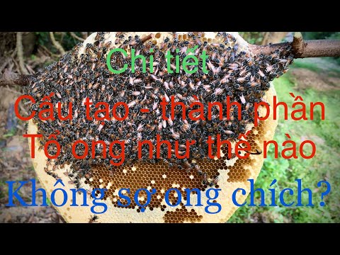 Video: Cấu Trúc Tổ Ong