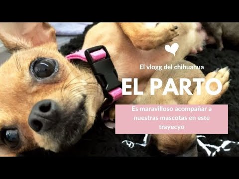 Vídeo: Com Donar A Llum A Una Chihuahua