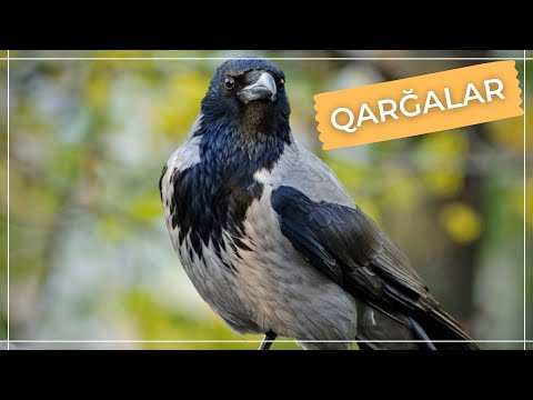 QARĞALAR HAQQINDA BİLMƏDİKLƏRİNİZ