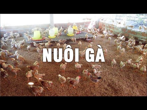 NUÔI GÀ ĐỆM LÓT SINH HỌC - ĐƠN GIẢN VỆ SINH MÀ HIỆU QUẢ | Foci