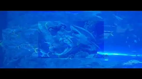 Harrowing moment giant fish attacks a young mermaid performer.