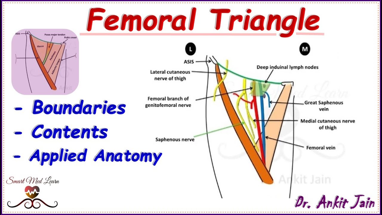 Dr. S. Nishan Silva (MBBS). Frolich, Human Anatomy, Lower LImb Surface  Anatomy: Anterior Thigh + Leg Palpate Patella Condyles of femur Femoral  Triangle. - ppt download