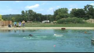 Long Dog Jump at WagsPark Cincinnati