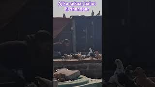 period piece, pigeon, pigeon egg harvesting, the pigeon, pigeon pox, pigeon coop, pigeon meat,