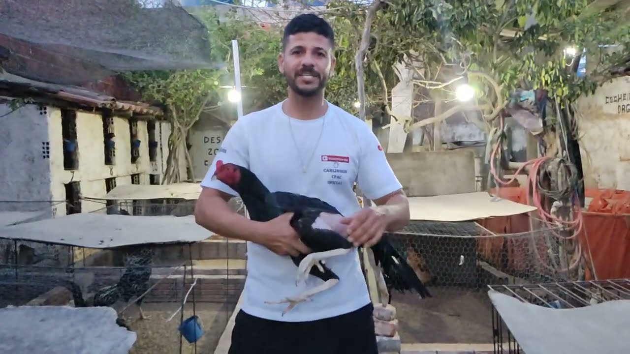 Como usar as vitaminas B1 e B12 para os galos nos treinos