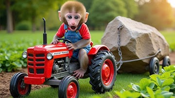 Monkey NaNa drives tractor to rescue vegetable field after fireball disaster - NANA MONKEY LIFE