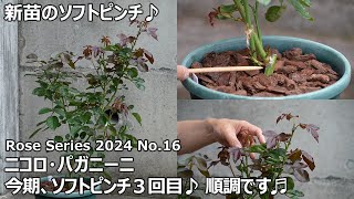 ローズシリーズ 2024 No.16】ニコロ・パガニーニのソフトピンチ - YouTube
