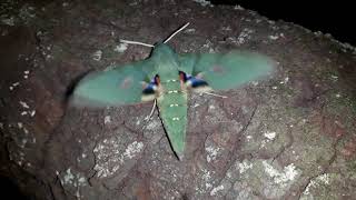 A bela mariposa Eumorpha labruscae