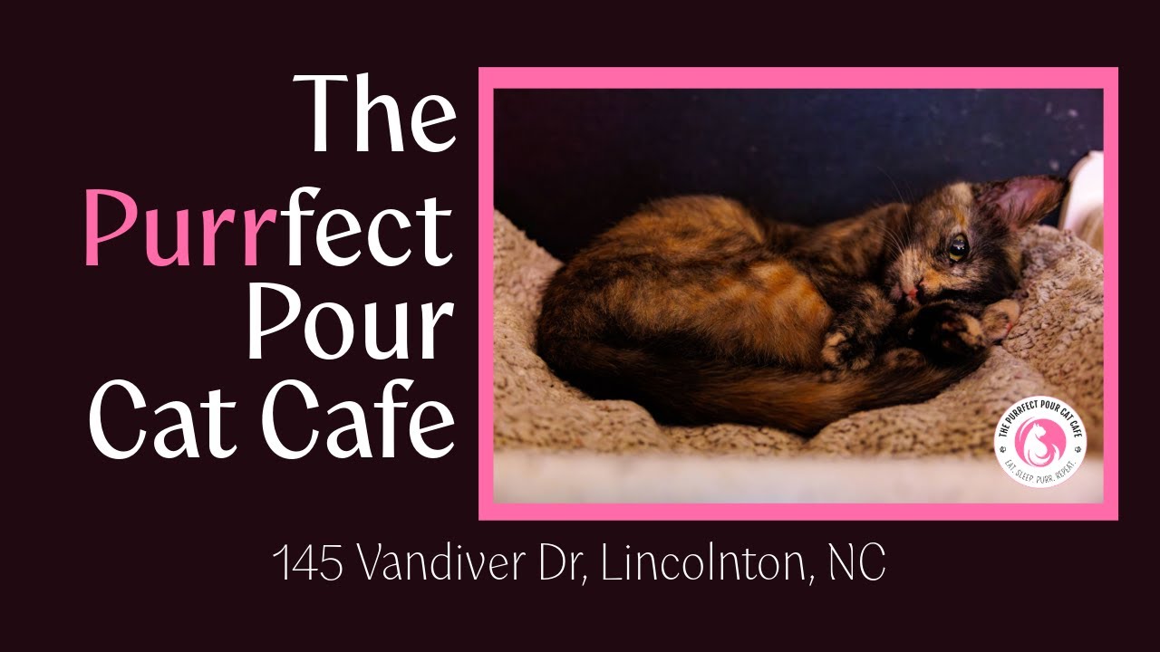 Кафе "Идеальный кошачий напиток" | Бизнес-интервью WNN