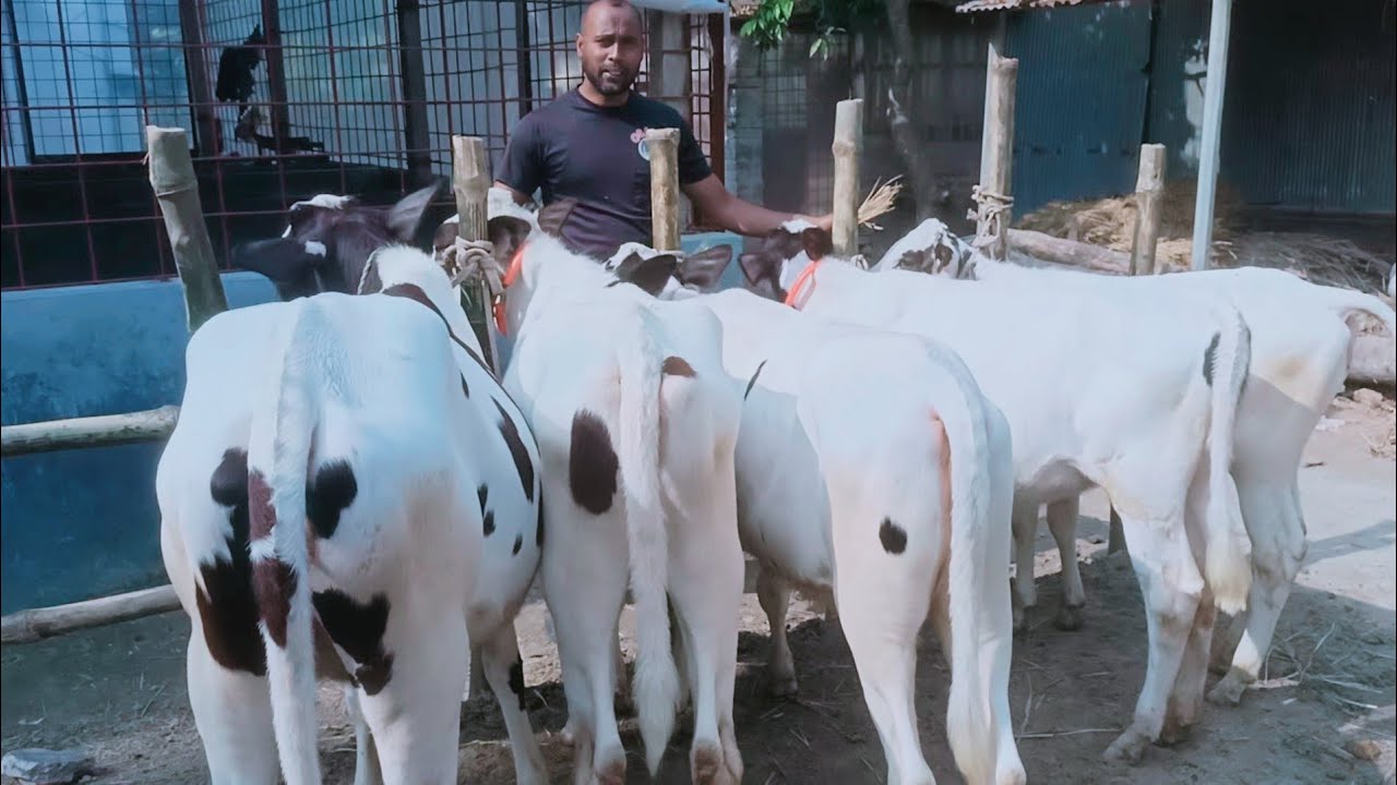মাত্র ৬৫ হাজার টাকা লটে ভালো ভালো হলেস্টিয়ান ফ্রিজিয়ান বকনা বাছুরের দাম সহ বিস্তারিত 