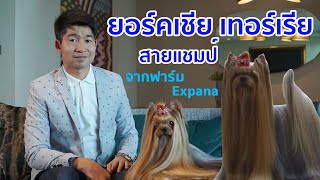 Top Dog Cat | สุนัขสายพันธุ์ Yorkshire Terrier : Expana