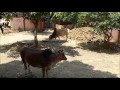 Cows of the bhaktivedanta ashram goshala visiting their garden