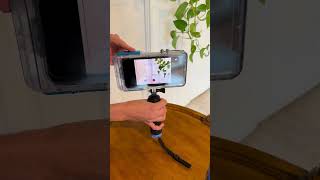 Underwater Photography with your iPhone #proshotcase #ocean #underwaterphotography