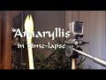 Amaryllis Timelaps