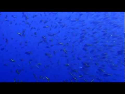 タカベの群れ