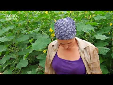 Video: Ce este praful în agricultură?