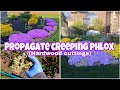 About Creeping Phlox &amp; How To Propagate It Through Hardwood Cuttings