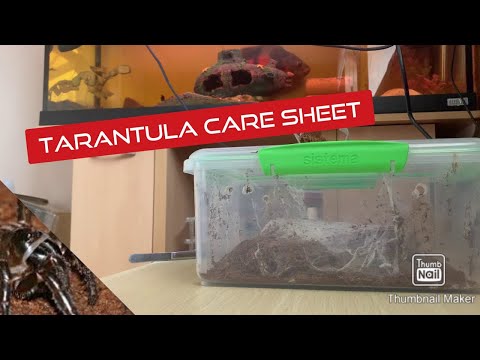 How to care/setup for tarantulas part 1