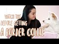 Owning a BORDER COLLIE: The pros and cons の動画、YouTube動画。