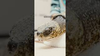 250+ sea turtles affected by cold water rescued from Cape Cod
