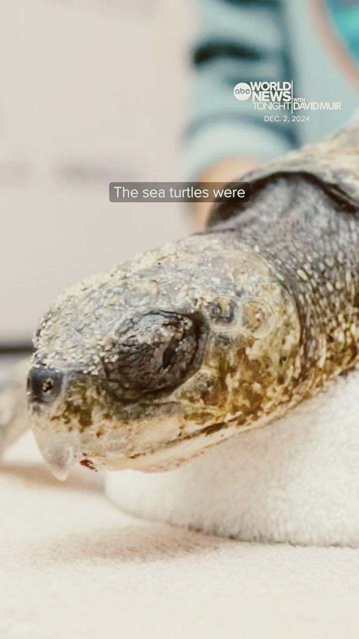 250+ sea turtles affected by cold water rescued from Cape Cod