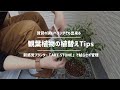 【TIPS】賃貸のベランダで出来る観葉植物の植替え/枯らさず管理できるプランター/ART STONE/ベランダガーデニング
