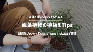 【TIPS】賃貸のベランダで出来る観葉植物の植替え/枯らさず管理できるプランター/ART STONE/ベランダガーデニング