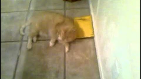 Davidsfarm Catnip - initial testing