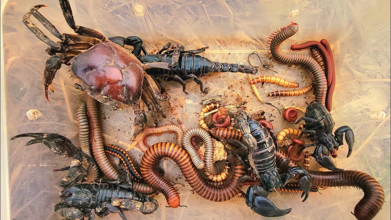 Wow,Crab,red Millipedes, Spotted, white Millipedes Scorpion, Black Millipede 