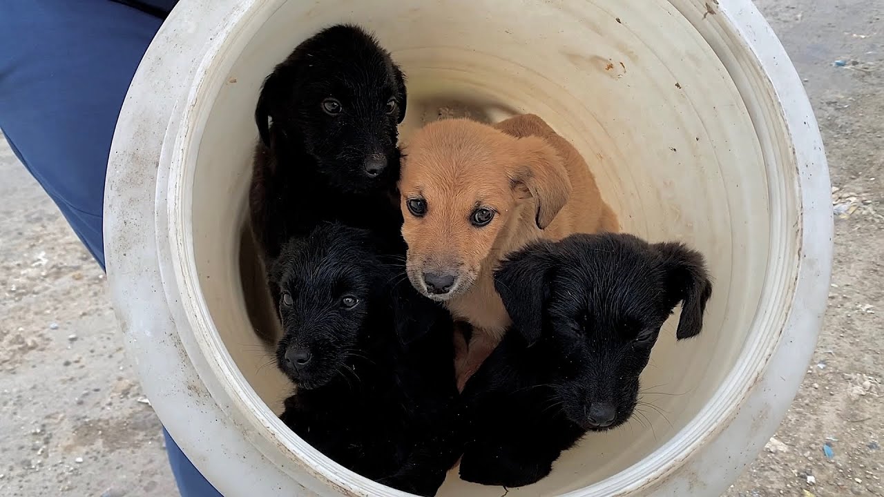 Pups Rescue Help We went to rescue two puppies, but ended up saving them all. - YouTube