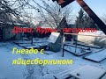 Дача.  Куры несушки и гнездо с яйцесборником.