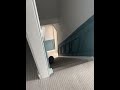 陪貓咪玩一二三木頭人#Playing Red Light Green Light with My Cat