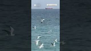 Vessel carrying 20,000 tonnes of LPG reaches Gujarat after crossing Strait of Hormuz