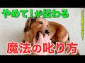 【犬の叱り方】500頭で実証した!叱れば叱るほどお利口になる魔法の叱り方3STEP