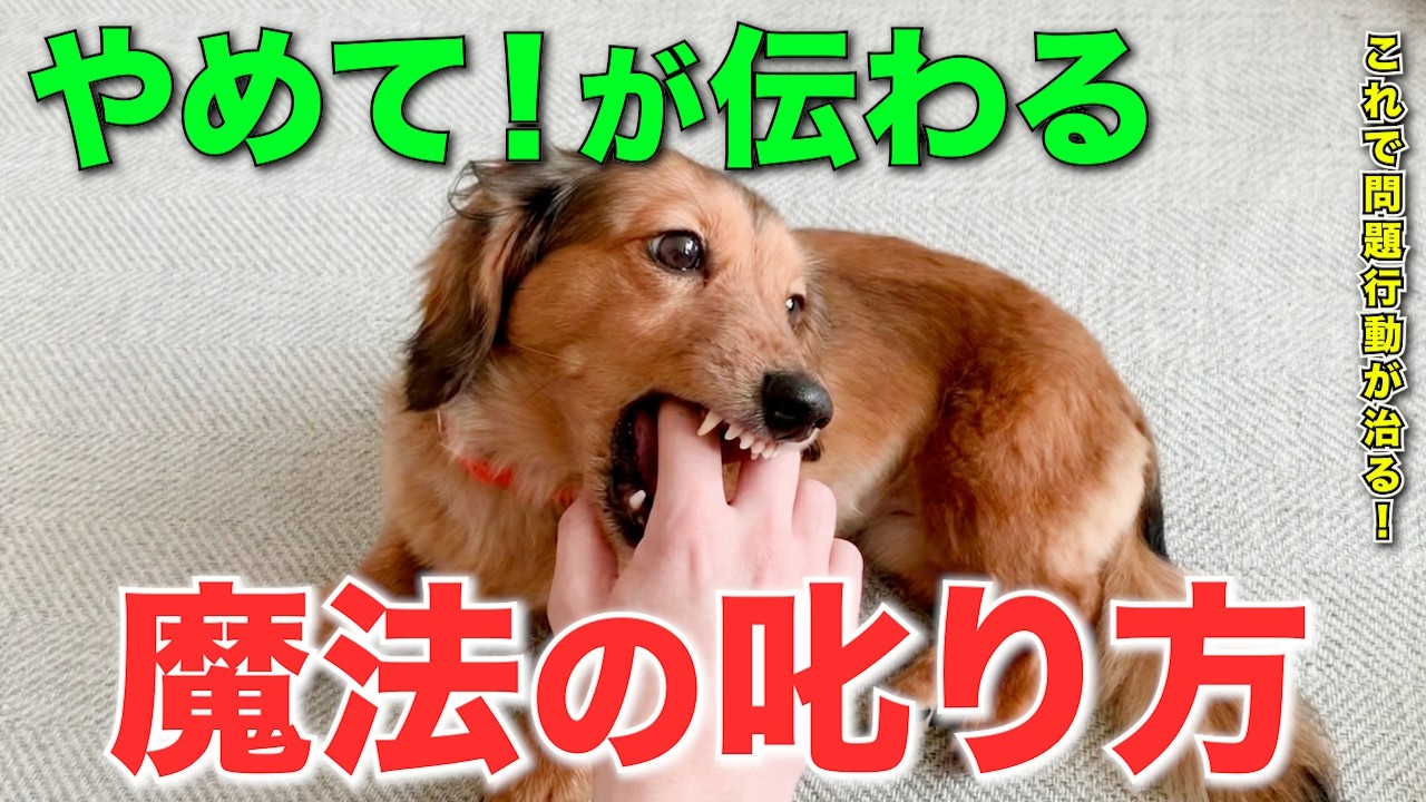 【犬の叱り方】500頭で実証した!叱れば叱るほどお利口になる魔法の叱り方3STEP