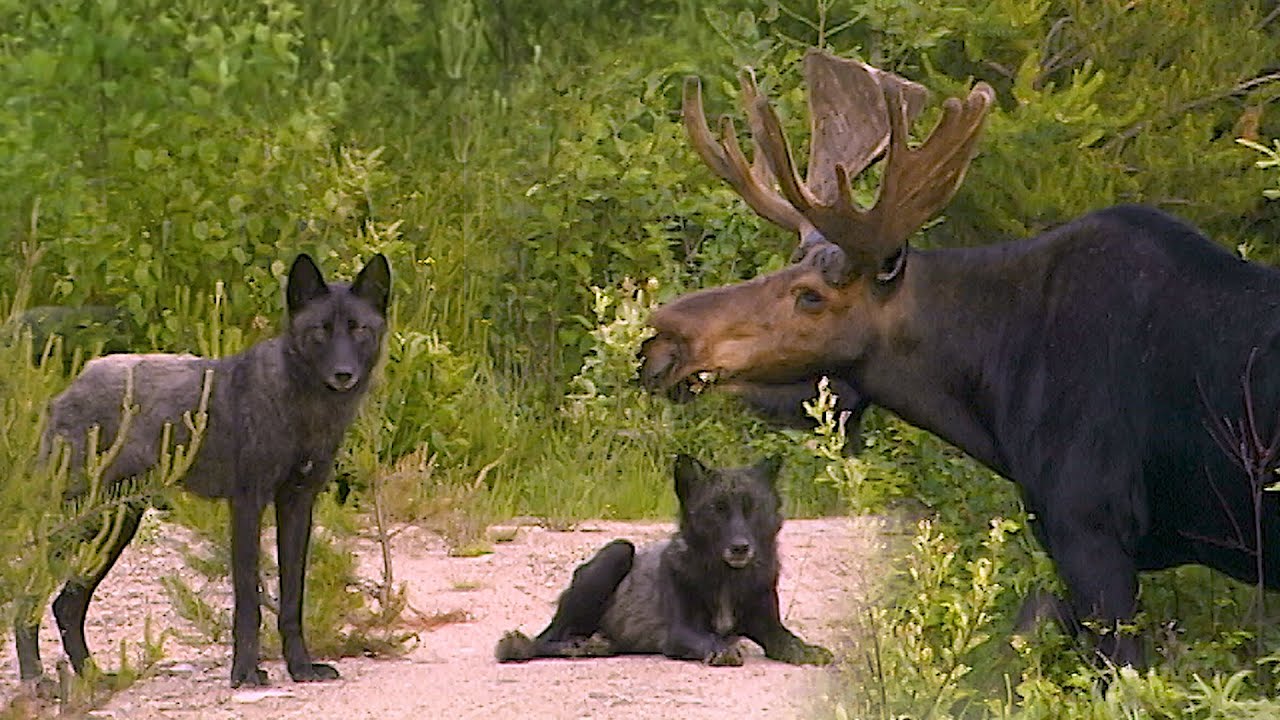AU PAYS DU LOUP avec Gisèle Benoit, Épisode 16 – Chasses d'été