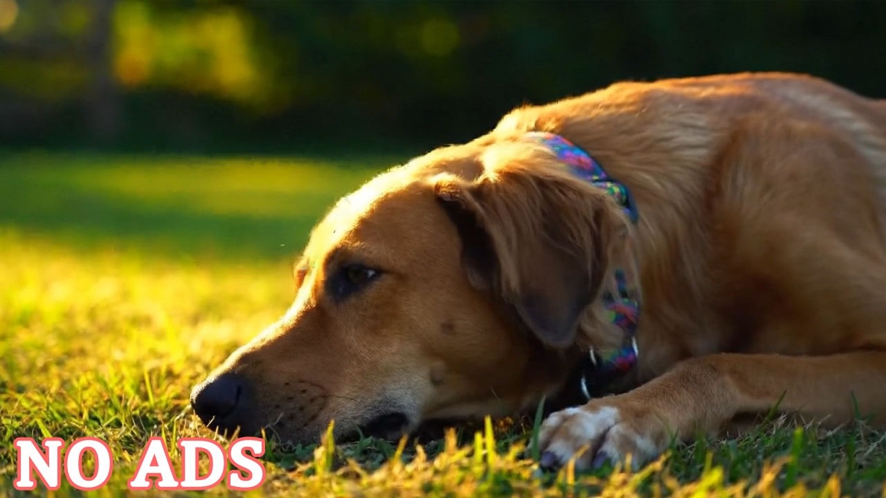 Успокаивающая музыка для собак 🐕‍🦺 Снятие тревоги разлуки и успокаивающая музыка для сна для собак