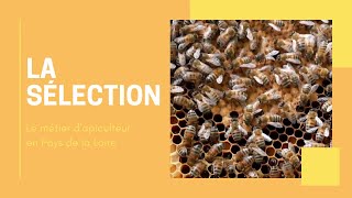 La maîtrise de l’apiculture à travers la sélection