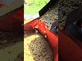 Pulpering Kopi, biji kopi yang Bagus #farming #agrikultur #nature #teknikpertanian #satisfying