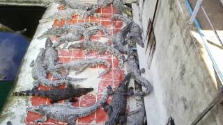 Mannequin Challenge Croco